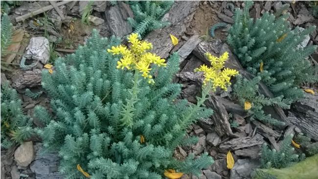 Name:  sed reflexum.jpg
Views: 714
Size:  62.1 KB