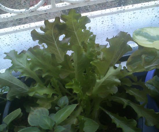 Name:  salad_bowl.jpg
Views: 3050
Size:  35.9 KB
