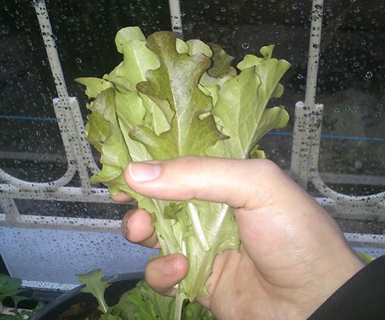Name:  red_salad_bowl.jpg
Views: 3153
Size:  43.3 KB