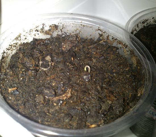 Name:  bhut.jpg
Views: 2670
Size:  47.0 KB