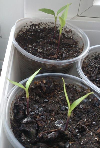 Name:  bhut_jolokia.jpg
Views: 1264
Size:  42.1 KB