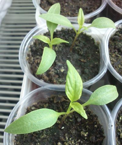 Name:  jalapeno.jpg
Views: 2033
Size:  33.6 KB