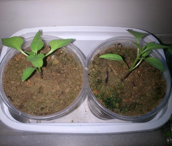 Name:  bhut_jolokia.jpg
Views: 1084
Size:  36.8 KB