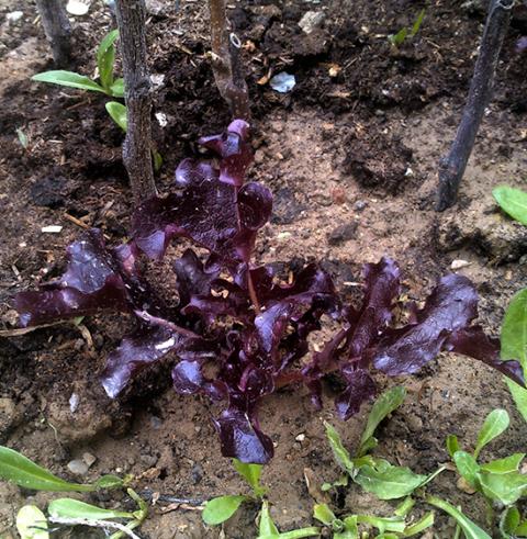 Name:  red_salad_bowl.jpg
Views: 749
Size:  71.4 KB