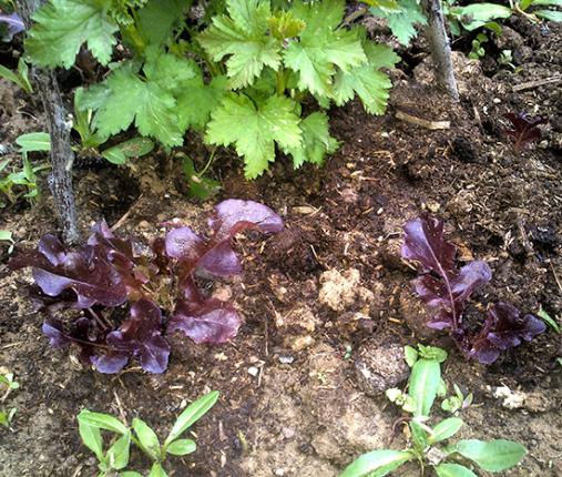 Name:  kirmizi_salata.jpg
Views: 810
Size:  72.0 KB