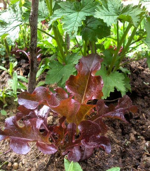 Name:  red_salad_bowl.jpg
Views: 698
Size:  71.4 KB