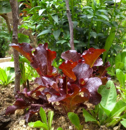 Name:  red_salad_bowl.jpg
Views: 779
Size:  68.1 KB
