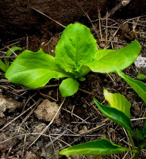 Name:  kivircik_salata_sativa.jpg
Views: 972
Size:  70.5 KB