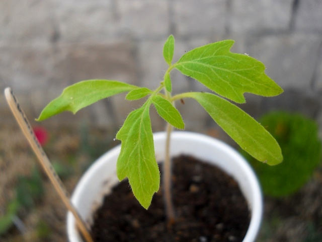 Name:  DSCN0481.JPG
Views: 629
Size:  69.6 KB