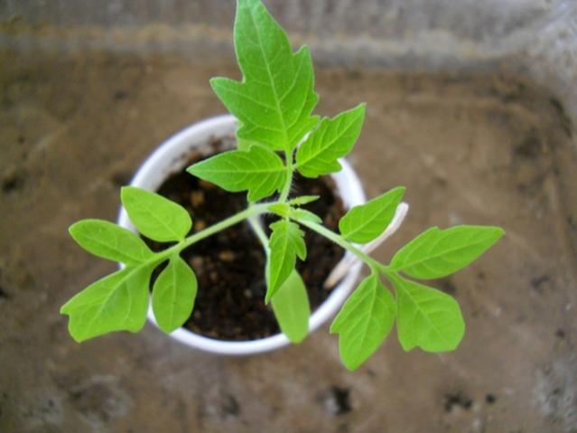 Name:  DSCN0500.jpg
Views: 608
Size:  30.4 KB
