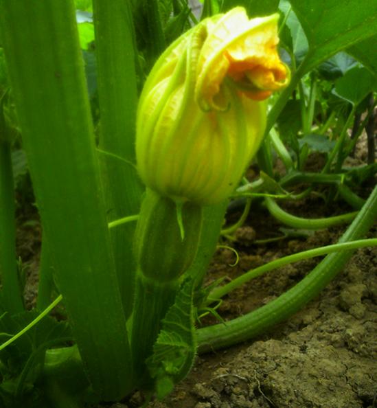 Name:  cekirdeklik_kabak.jpg
Views: 802
Size:  41.3 KB