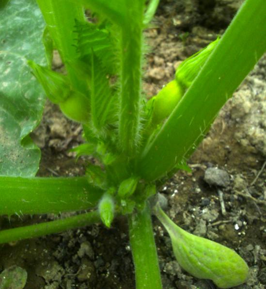 Name:  early_golden_summer_crookneck.jpg
Views: 2152
Size:  46.7 KB
