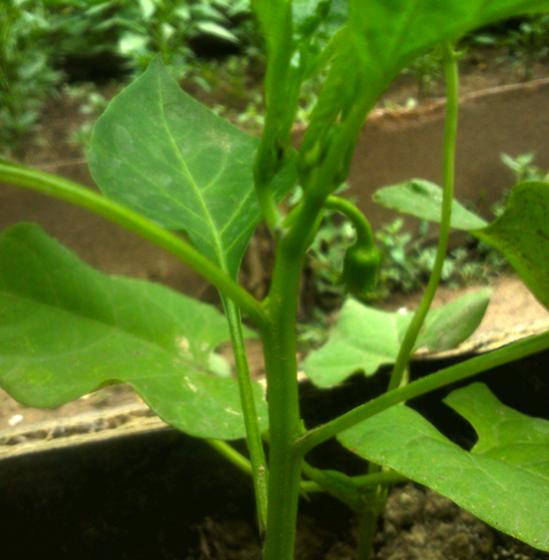 Name:  arnavut_biberi.jpg
Views: 654
Size:  37.1 KB