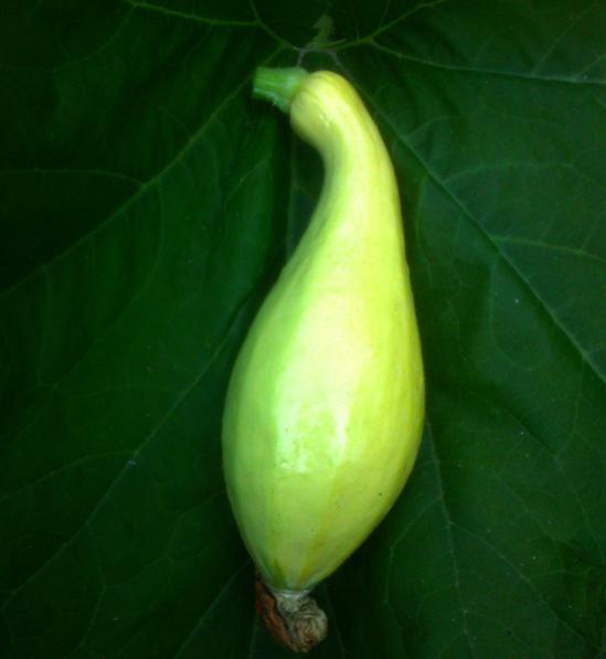 Name:  early_golden_summer_crookneck.jpg
Views: 2050
Size:  22.8 KB