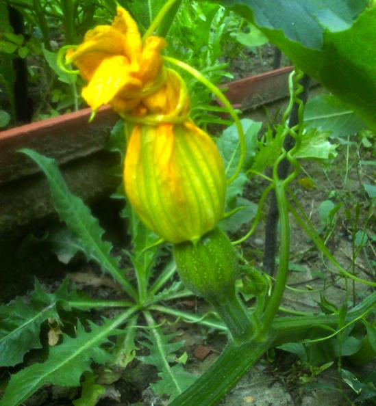 Name:  kara_kabak.jpg
Views: 625
Size:  53.1 KB