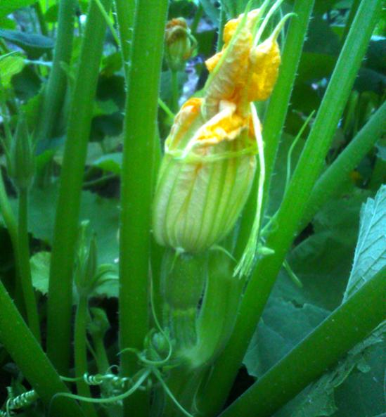 Name:  cekirdeklik_kabak.jpg
Views: 563
Size:  44.9 KB