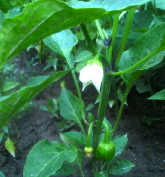 Name:  kandil_dolma_biber.jpg
Views: 1870
Size:  42.8 KB