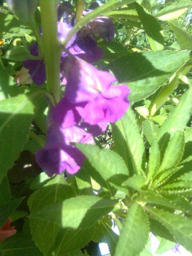 Name:  Grnt0146.jpg
Views: 737
Size:  70.8 KB