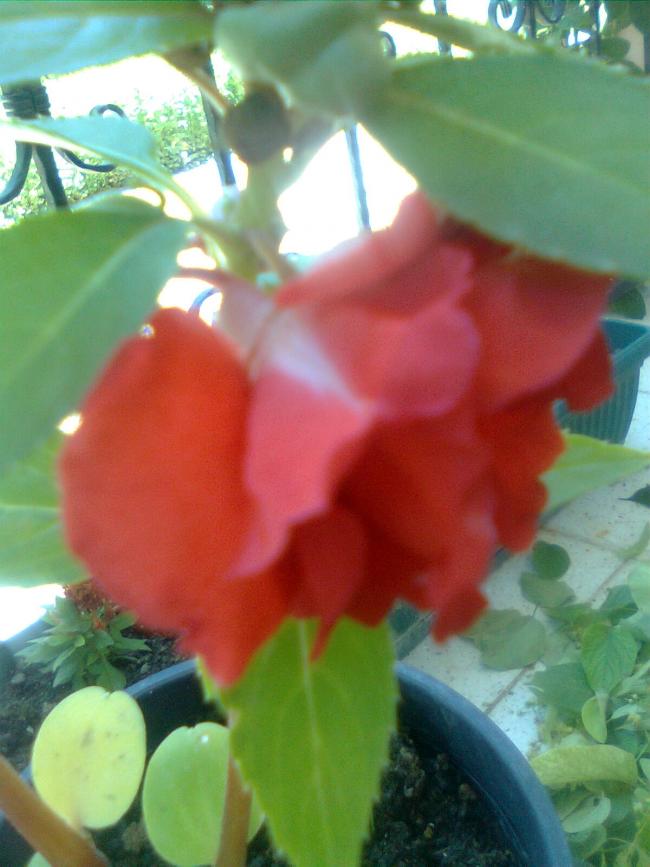 Name:  Grnt0147.jpg
Views: 754
Size:  58.2 KB