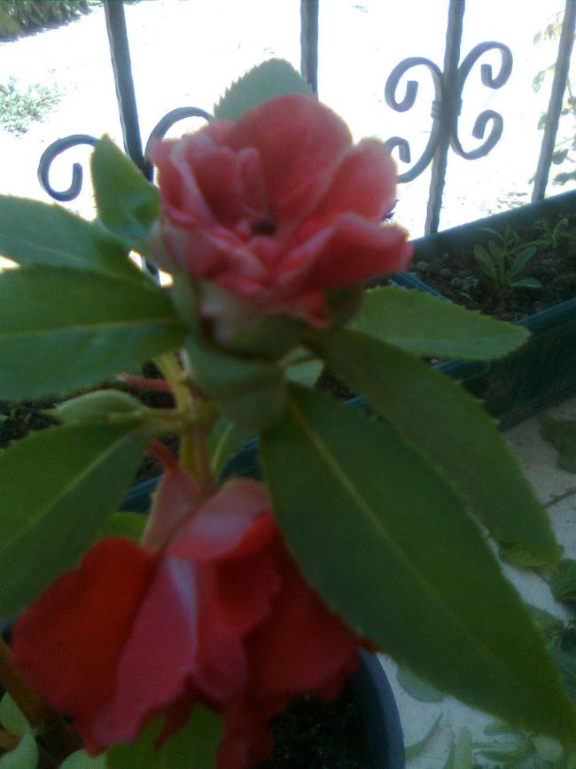 Name:  Grnt0148.jpg
Views: 767
Size:  51.2 KB