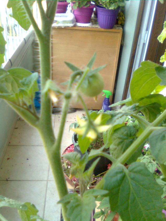 Name:  Grnt0134.jpg
Views: 773
Size:  70.1 KB