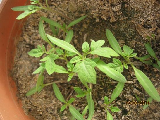 Name:  san marzano d..jpg
Views: 755
Size:  47.5 KB