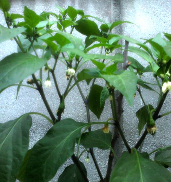 Name:  jalapeno_biber.jpg
Views: 780
Size:  54.6 KB