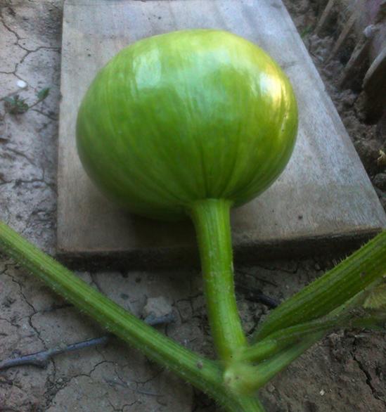 Name:  marina_di_chioggia.jpg
Views: 650
Size:  42.1 KB
