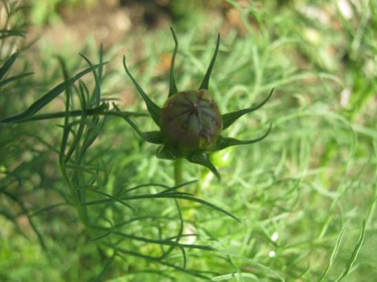 Name:  cosmos.jpg
Views: 706
Size:  32.9 KB