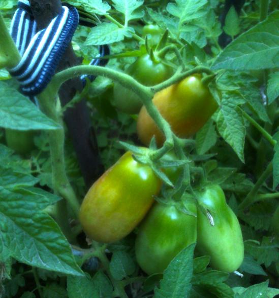 Name:  san_marzano.jpg
Views: 653
Size:  47.8 KB