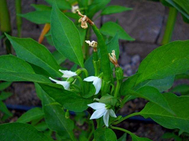 Name:  DSCN1524.jpg
Views: 873
Size:  35.3 KB