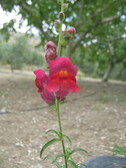 Name:  aslanaz.jpg
Views: 703
Size:  28.7 KB