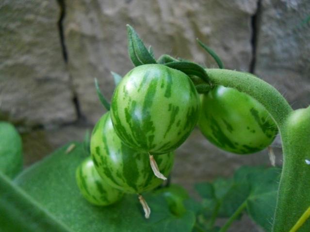 Name:  DSCN1945.jpg
Views: 548
Size:  30.3 KB