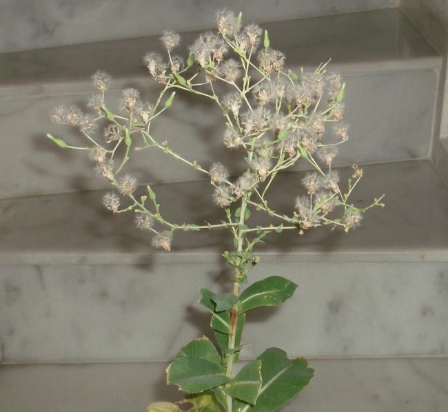 Name:  DSCF5373.jpg
Views: 621
Size:  40.4 KB