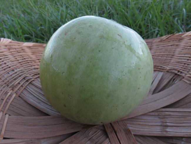 Name:  EtSariTohumAl-Rind.jpg
Views: 891
Size:  38.7 KB
