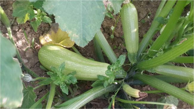 Name:  yesil_cizgili_sakz_kabag.jpg
Views: 1509
Size:  42.2 KB