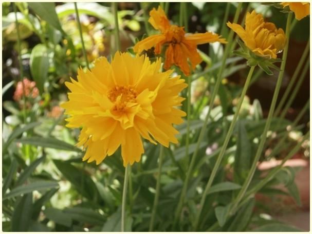 Name:  Kz Gz (Coreopsis grandiflora) (2).jpg
Views: 3340
Size:  41.3 KB