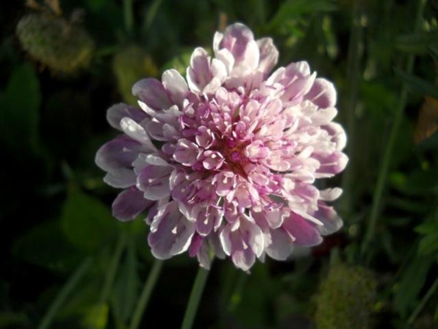 Name:  DSCN9116.jpg
Views: 1852
Size:  32.9 KB