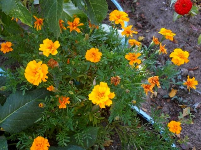 Name:  DSCN9320.jpg
Views: 1655
Size:  65.3 KB