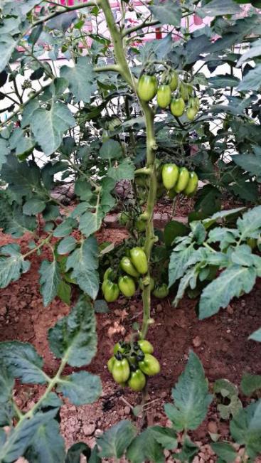 Name:  sanmarzano2.jpg
Views: 1424
Size:  62.6 KB