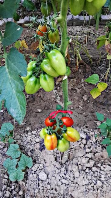 Name:  sanmarzano1.jpg
Views: 1360
Size:  62.9 KB