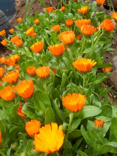 Name:  DSCN5352.jpg
Views: 1627
Size:  58.4 KB