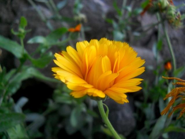Name:  DSCN6105.jpg
Views: 1604
Size:  30.7 KB