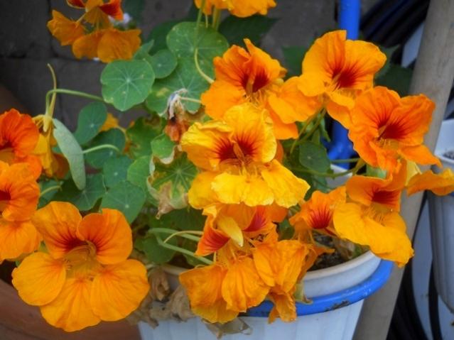 Name:  DSCN6180 latin 2.jpg
Views: 1642
Size:  43.8 KB