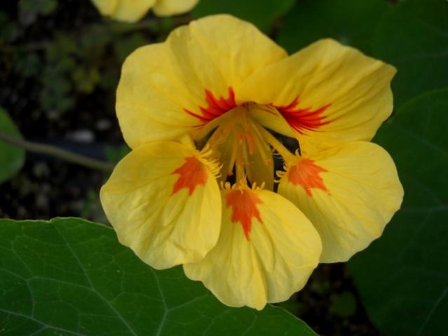 Name:  DSCN9115.jpg
Views: 1655
Size:  27.8 KB