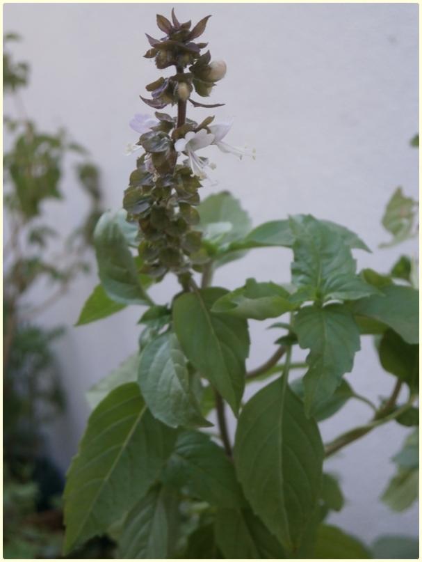 Name:  Reyhan (Ocimum basilicum) - iek.jpg
Views: 2783
Size:  40.9 KB