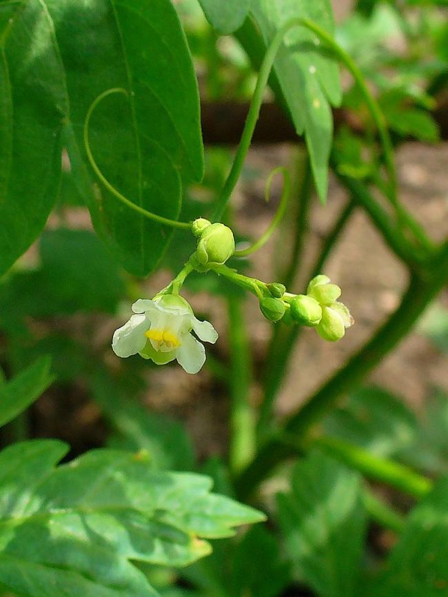 Name:  Cardiospermum halicacabum.jpg
Views: 4260
Size:  61.3 KB