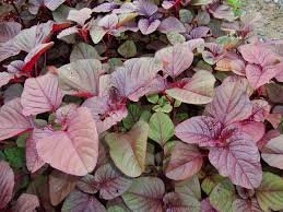 Name:  images.jpg
Views: 1212
Size:  12.8 KB