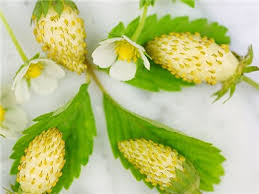 Name:  images.jpg
Views: 1325
Size:  11.0 KB