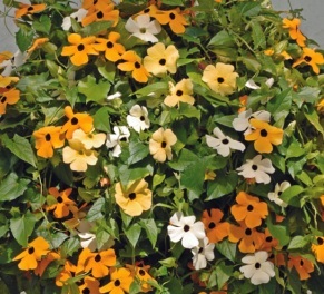 Name:  Thunbergia_alata_Sunrise_Mixed_ALT.jpg
Views: 1947
Size:  48.9 KB